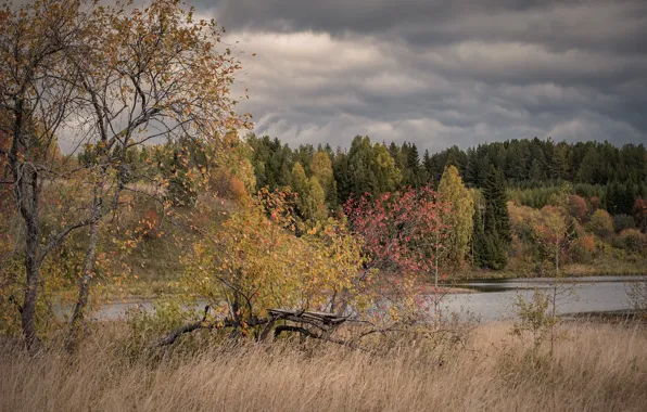 Field, autumn, forest, the sky, grass, clouds, branches, clouds