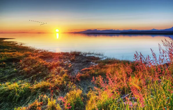 Picture grass, sunset, birds, lake, shore