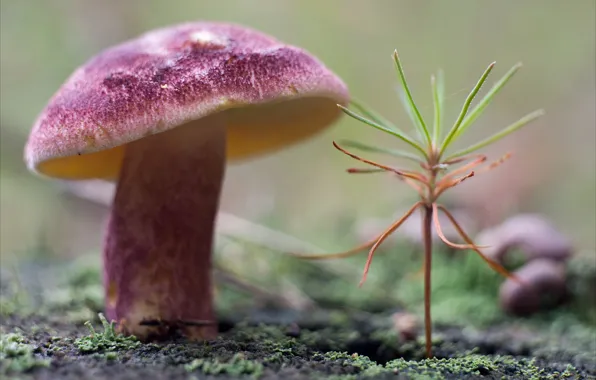Picture nature, mushroom, plant, moss