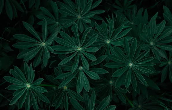 Leaves, branches, nature, plant