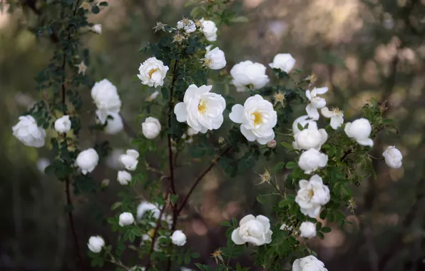 Summer, leaves, flowers, branches, roses, garden, white, flowering