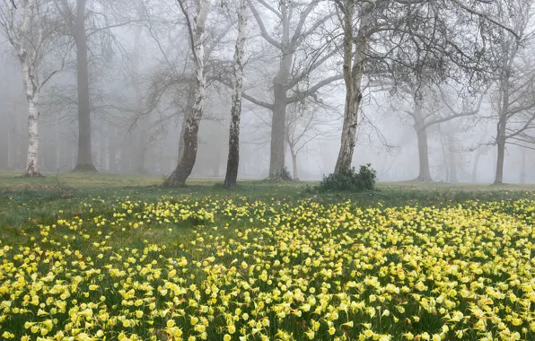 Picture flowers, fog, spring, forest, glade