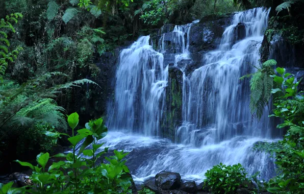 Water, stones, plant, waterfall