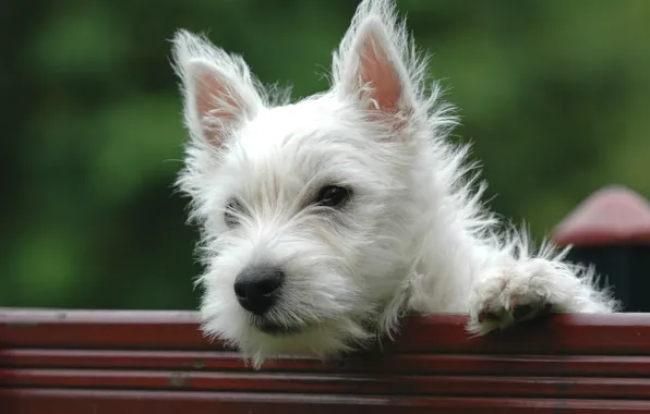 Ninja, Little, Playful, White dog