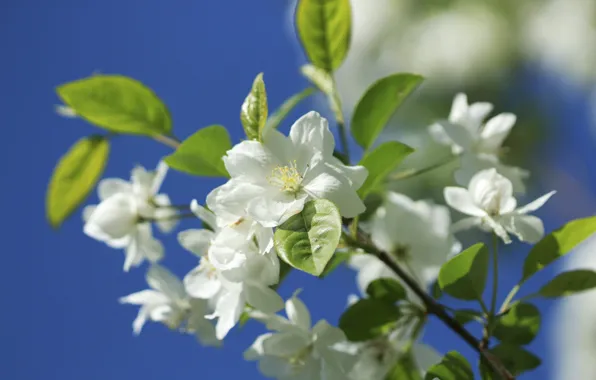 Macro, nature, branch, spring, Apple, flowering, flowers, bokeh