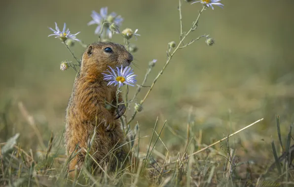 Grass, flowers, nature, animal, marmot, animal, Alexander Makeev