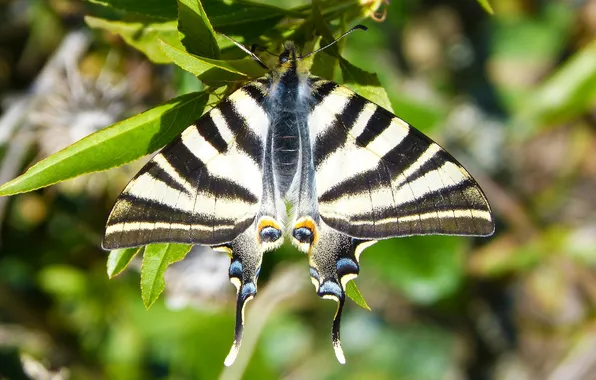 Leaves, microsemi, butterfly, wings, insect, beautiful, closeup