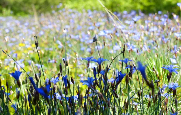 Picture field, flowers, blur, blue