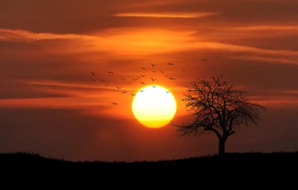 Picture the evening, silhouette, lonely tree, sunset, sunset, evening, a flock of birds, silhouette