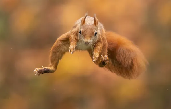 Background, jump, protein, red, flight