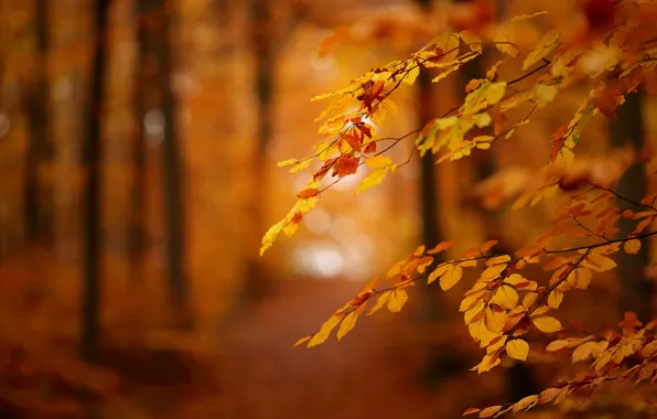Autumn, leaves, branches, bokeh