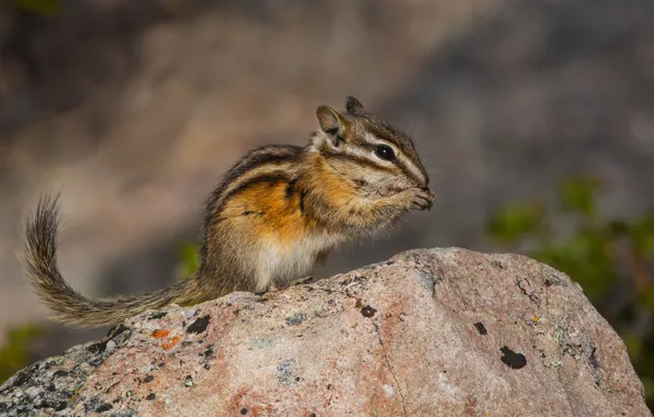 Picture pose, stones, Chipmunk, rodent