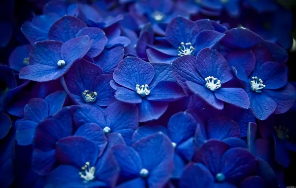 Macro, flowers, blue, Petals, a lot