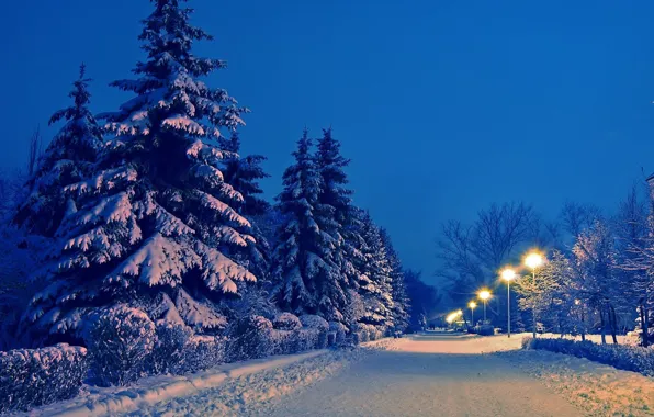 Winter, The evening, Road, Snow, Lights, Spruce Trees