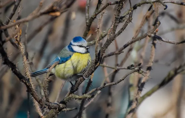 Bird, shrub, tit, blue tit, photohunt