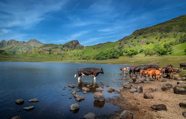 Mountains, stones, cows, pond, calves, a herd of cows
