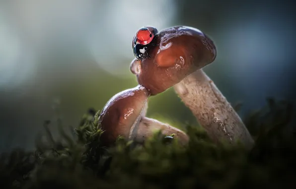 Grass, macro, nature, mushrooms, ladybug, insect, bokeh, Vladlen's Lapshina