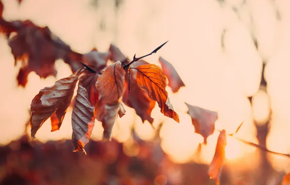 Autumn, leaves, nature