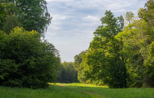 Trees, Meadow, September, Yasnaya Polyana