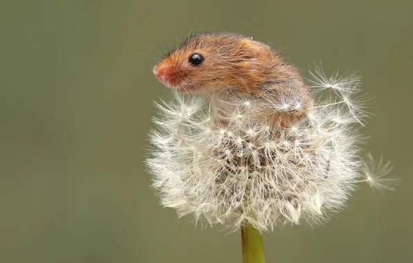Dandelion, mouse, fluff