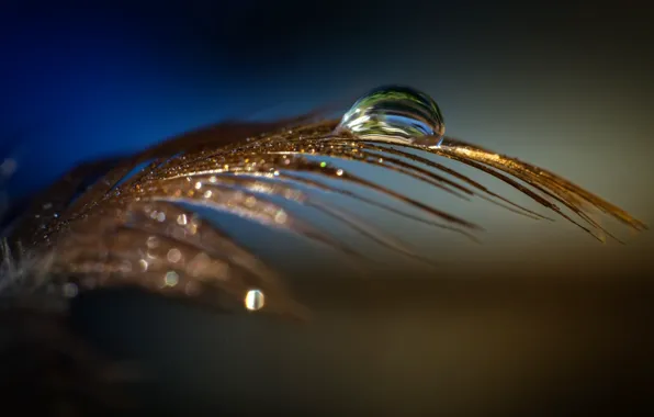 Macro, drop, a feather