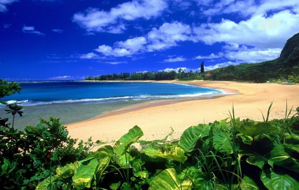 Picture beach, vegetation, beach, Haena