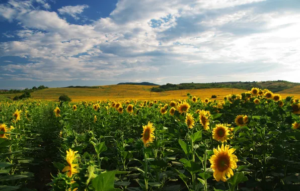 Greens, field, the sky, clouds, sunflowers, flowers, hills, field