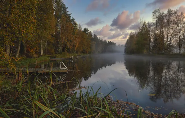 Picture autumn, forest, landscape, nature, fog, river, bridges