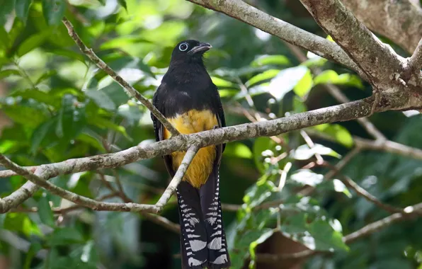 Picture greens, leaves, the sun, trees, branches, nature, bird, bokeh