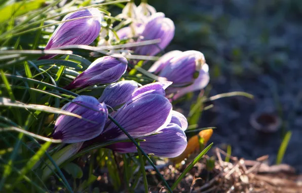 Grass, macro, light, flowers, spring, purple, crocuses, buds