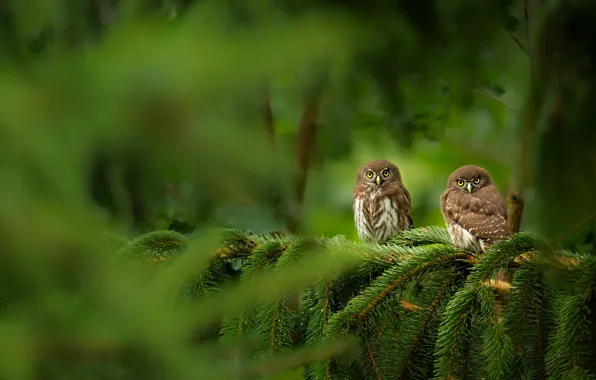 Picture look, trees, branches, owl, bird, two, pair, a couple