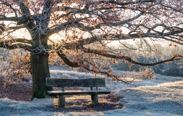 Winter, light, Park, bench