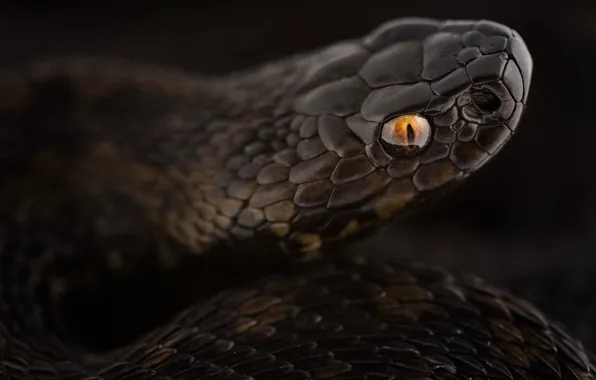 Picture look, portrait, snake
