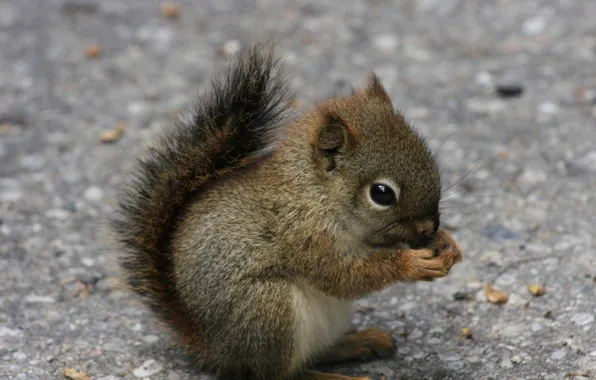 Animal, squirrel, cub