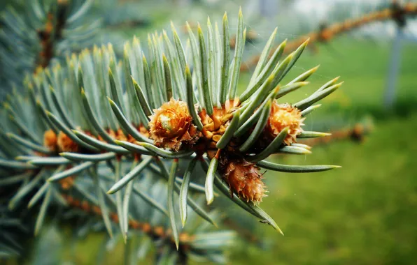 Picture macro, spruce, shoots