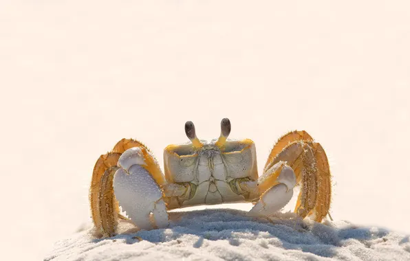 Picture CRAB, PAWS, MACRO, EYES, CLAWS