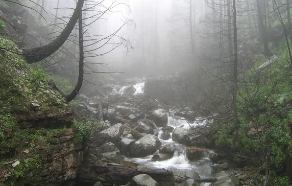 Forest, grass, trees, fog, stream, stones, photo