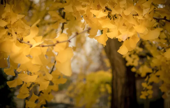 Autumn, leaves, nature