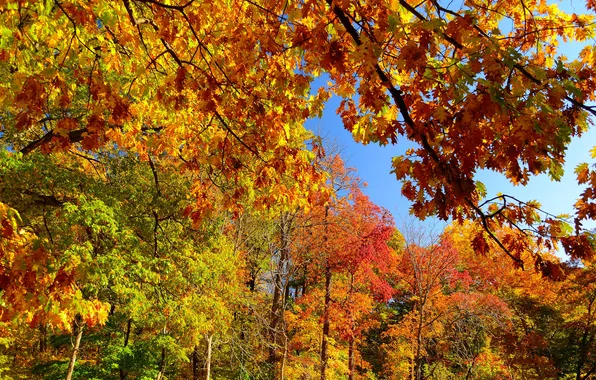 Autumn, forest, the sky, leaves, trees, branches