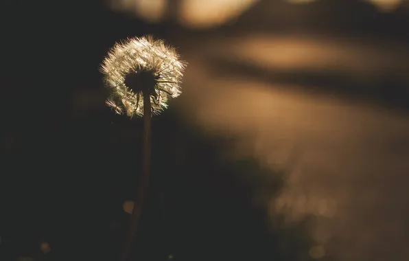 Night, nature, dandelion