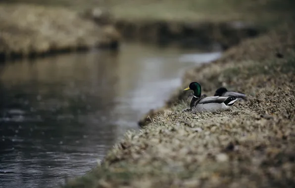 Bird, feathers, duck, duck