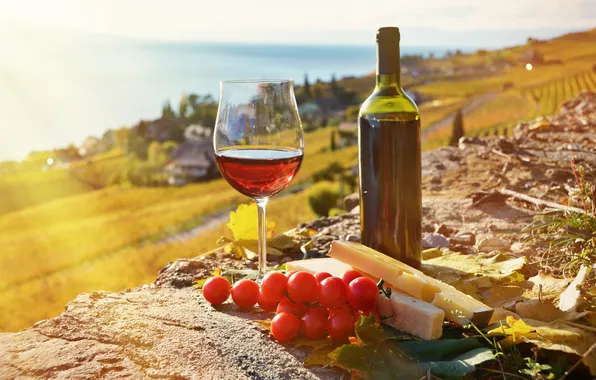 Wine, cheese, vineyard, tomatoes