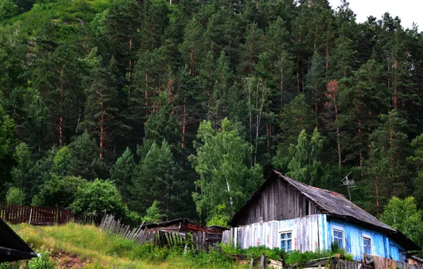 Picture trees, house, taiga
