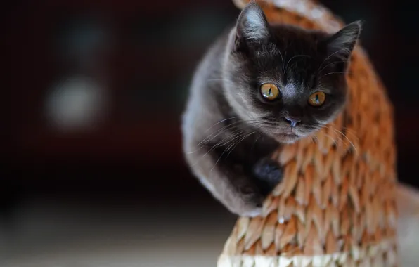 Cat, look, the dark background, kitty, grey, face, British, scratching post