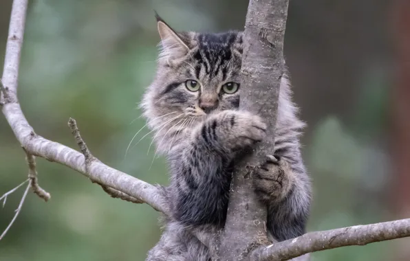 Cat, cat, background, tree, on the tree, cat