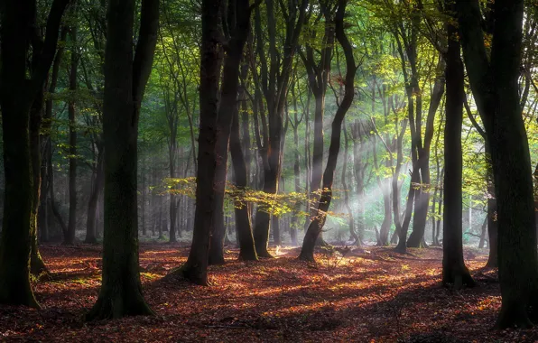 Autumn, forest, the sun, rays, light, trees, branches, fog