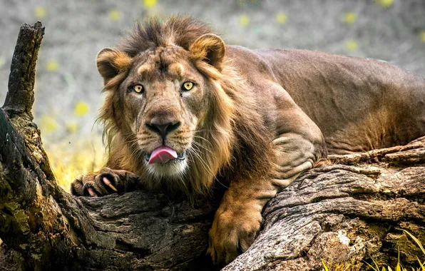 Language, look, Leo, mane, claws, Savannah, log