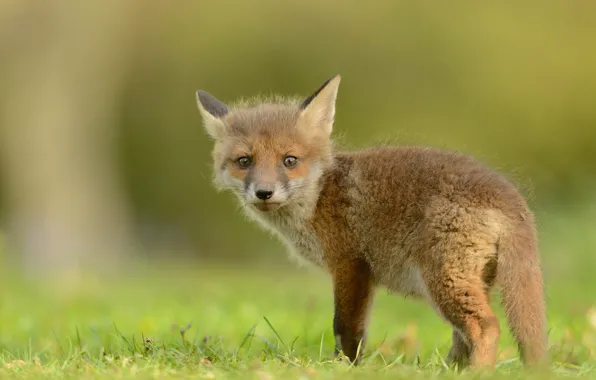 Greens, animals, grass, look, nature, background, baby, Fox