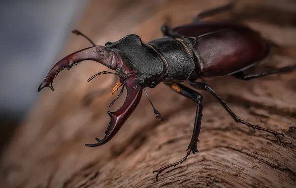 Picture macro, background, beetle, horns, insect, brown, Stag beetle