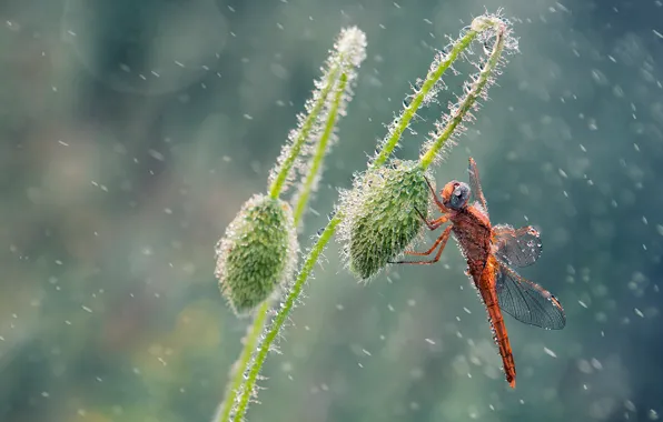Picture drops, rain, Mac, dragonfly, buds, Wallpaper from lolita777